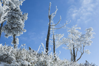 Low angle view of trees against blue sky