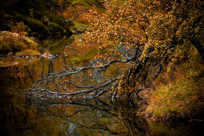 Plants and trees in river during autumn