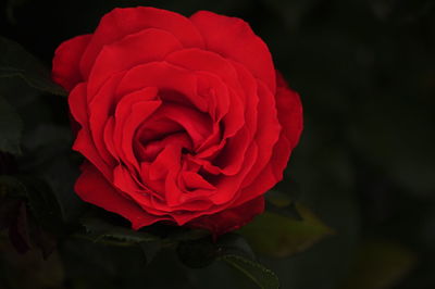 Close-up of red rose