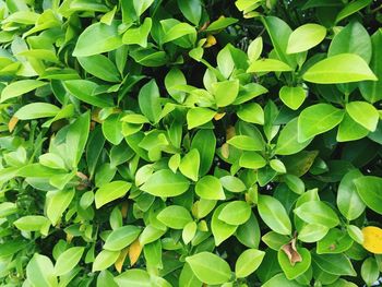 Full frame shot of plants