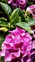 Close-up of pink flowers blooming outdoors