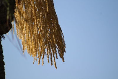 Palm seeds hanging