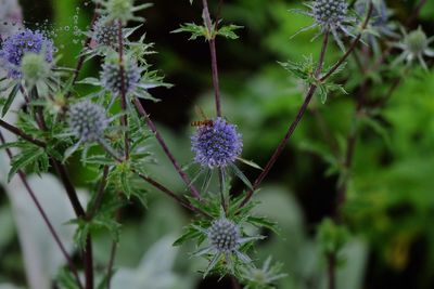 Close-up of purple flowering plants