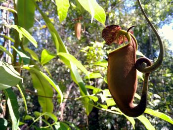 Low angle view of lizard on tree