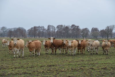 Horses in a field