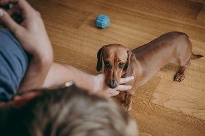 Cropped hands of man petting dog standing on hardwood floor