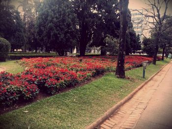 Footpath in park