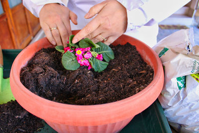 Midsection of person holding flower pot on potted plant