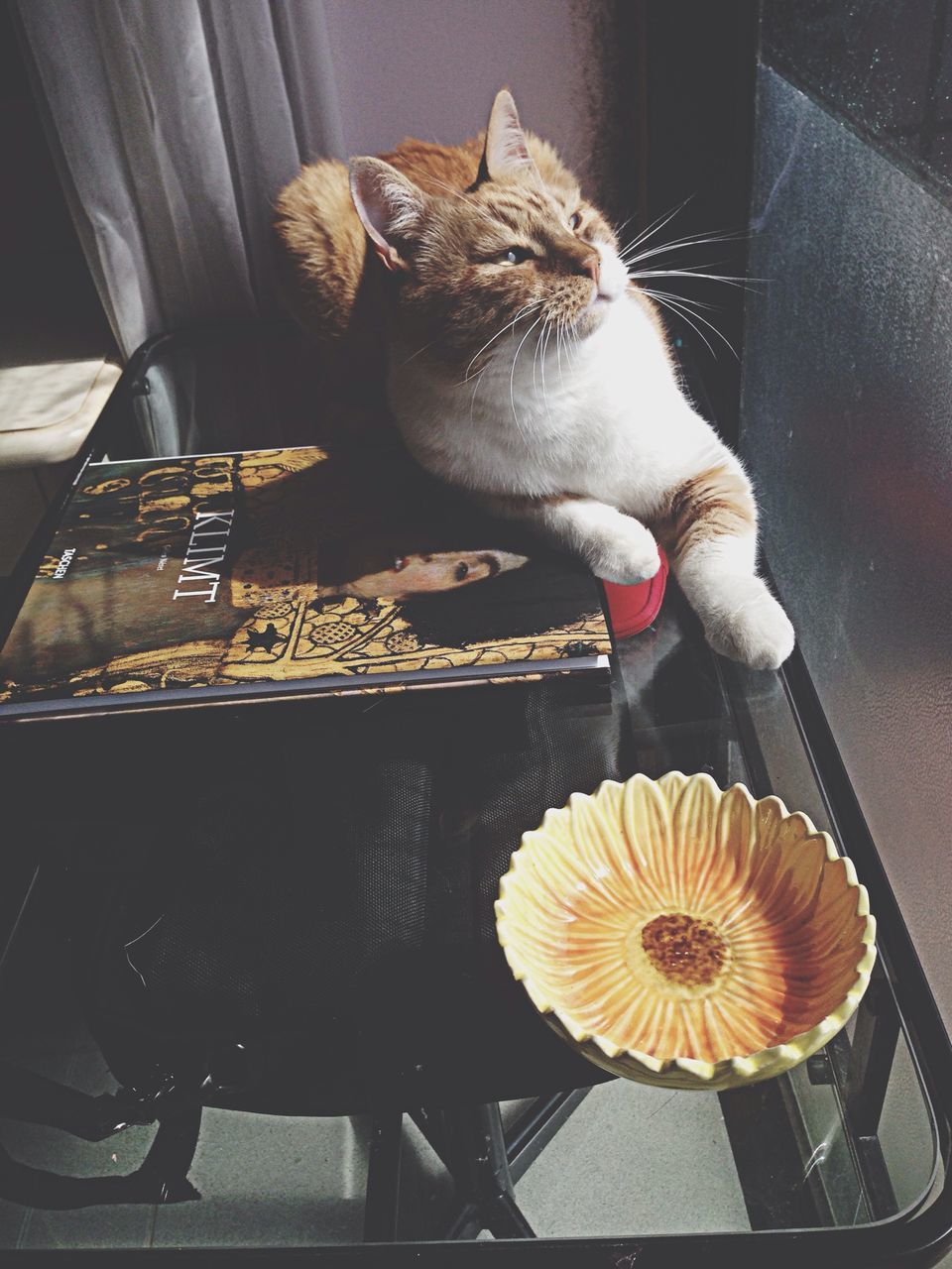 indoors, home interior, domestic animals, high angle view, sitting, pets, no people, one animal, table, close-up, animal themes, glass - material, sofa, chair, window, home, still life, day, toy, basket