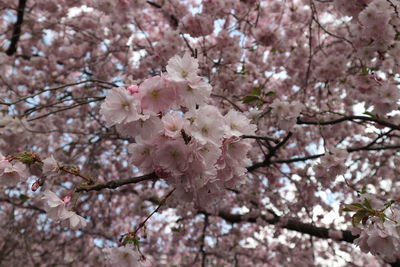 Low angle view of cherry blossom