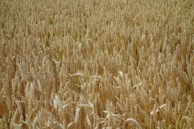 Full frame shot of wheat field