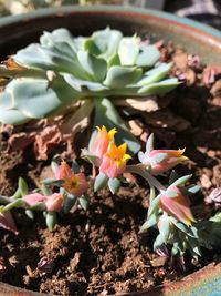 Close-up of flowers blooming outdoors