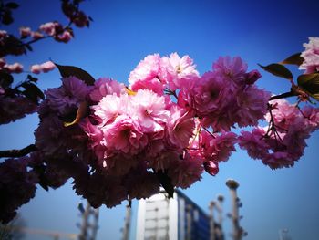 Low angle view of pink cherry blossoms against sky