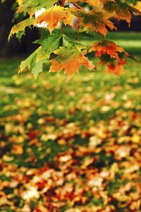 Close-up of maple leaves on branch