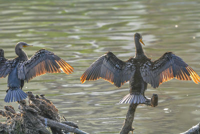 Birds flying over lake