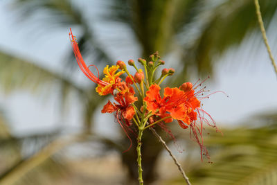 Close-up of red flowering plant