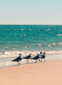 Flock of seagulls on beach