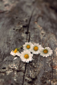 Close-up of white flowering plant