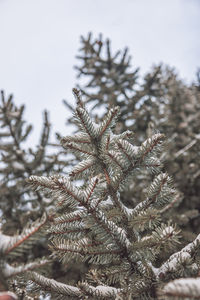 Close-up of pine tree during winter