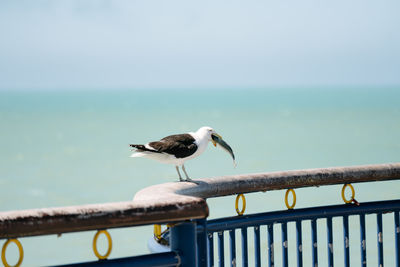 Gull eating a fish on a pier, new brighton, new zealand