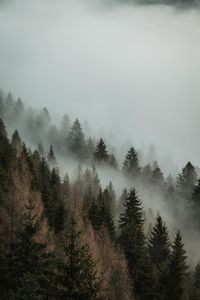 Trees in forest against sky