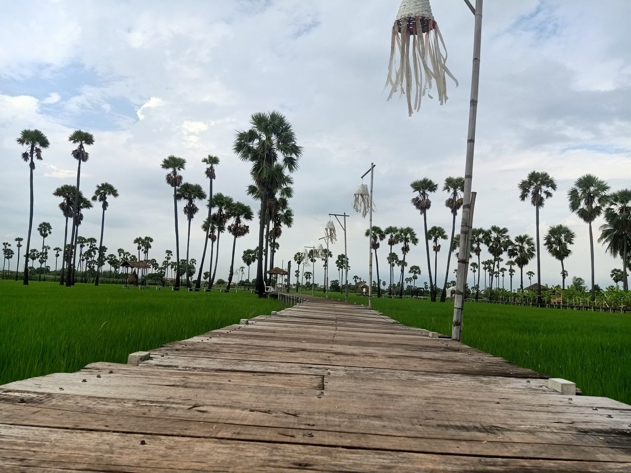 palm tree, plant, cloud, tropical climate, sky, tree, walkway, nature, wood, boardwalk, coconut palm tree, grass, land, landscape, environment, no people, footpath, outdoors, tropical tree, beauty in nature, tranquility, travel destinations, scenics - nature, day, water, tranquil scene, architecture, the way forward, travel, field, rural scene, diminishing perspective