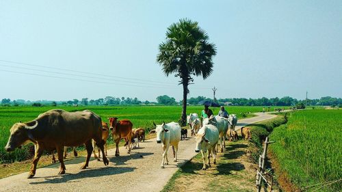Cows with calves and people on road against sky