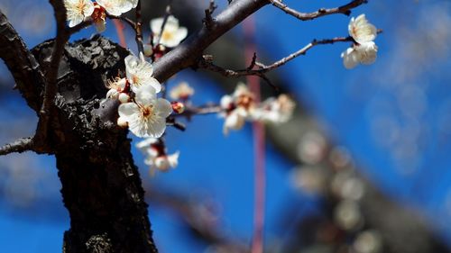 Low angle view of white flowers blooming on tree