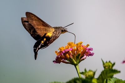 Close-up of butterfly pollinating on purple flower