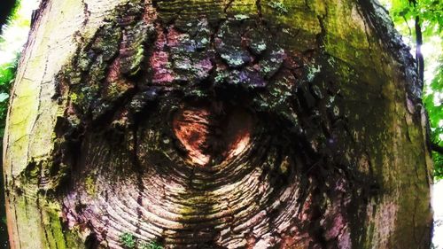 Close-up of tree stump