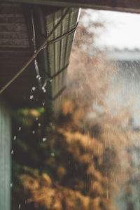 Close-up of water drops on rainy season