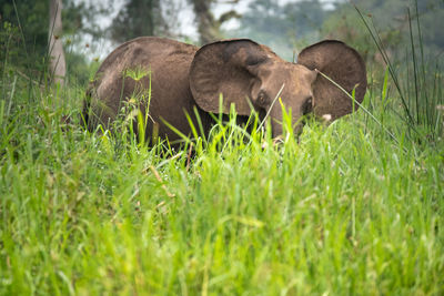 African forest elephant loxodonta in loango national park, gabon