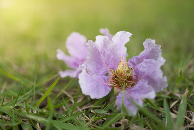 Close-up of pink flowering plant on field