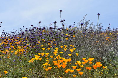 Close-up of yellow flowering plants on field