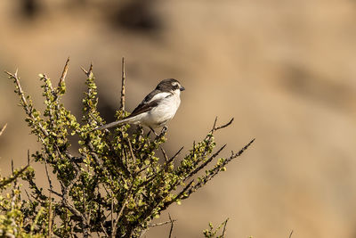 Low angle view of bird perching on tree