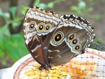 Close-up of butterfly