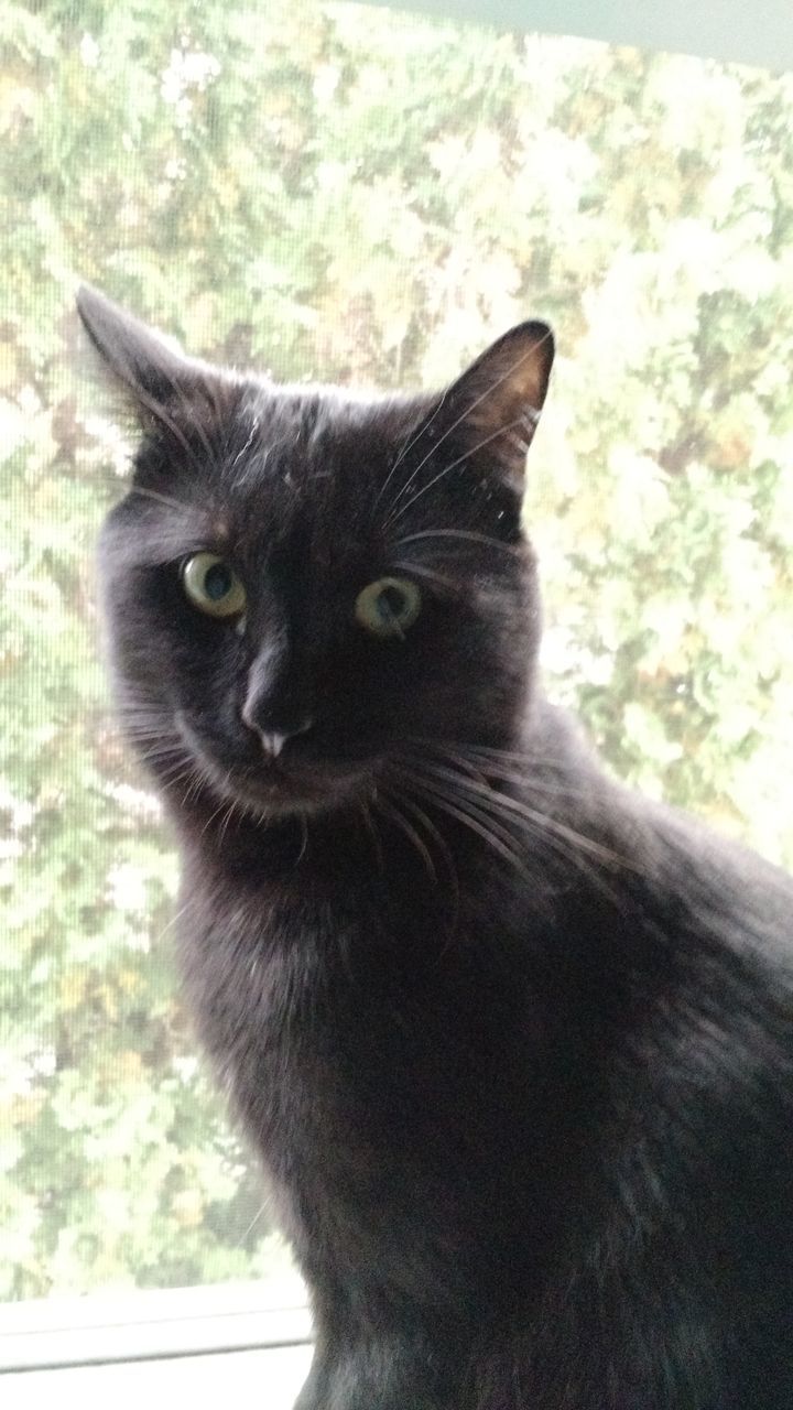 CLOSE-UP PORTRAIT OF BLACK CAT ON BED