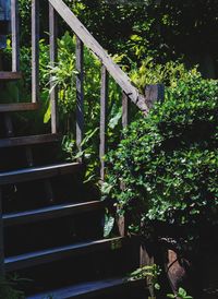 Potted plants in yard
