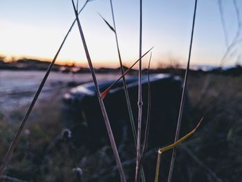 Close-up of plants growing on field against sky during sunset