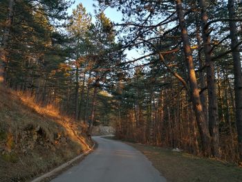 Road amidst trees