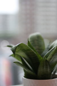 Close-up of potted plant leaves