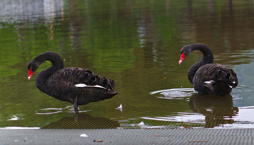 Swans swimming in lake