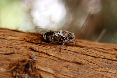 Cicada - close up