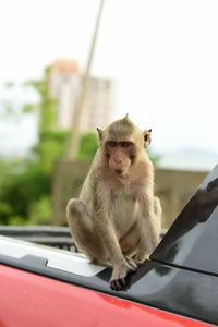 Monkey sitting on a car