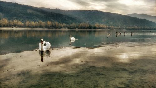 Swans swimming on lake against mountains