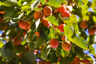 Close-up of fruits growing on tree