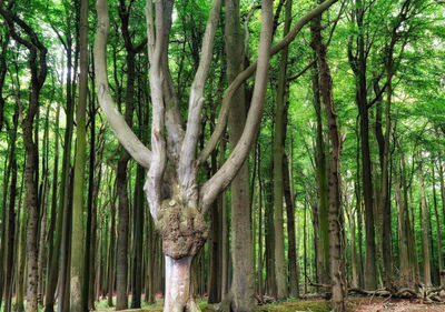 View of trees in forest