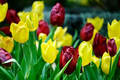 Close-up of yellow tulips