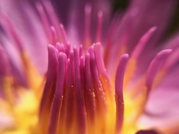 Close-up of pink flower