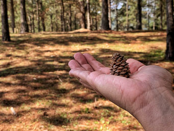 Cropped hand of person holding pine cone